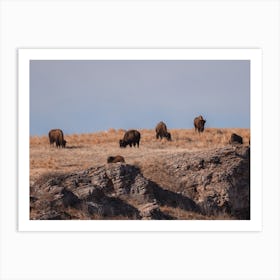 Bison Herd On Plateau Art Print