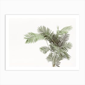 Palm Plant Art Print