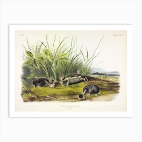 Townsend'S Shrew Mole, John James Audubon Art Print