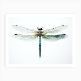 Dragonfly Common Green Darner Anax Juni Illustration 6 Art Print