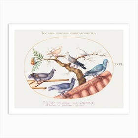 Doves And Pigeons, Joris Hoefnagel Art Print