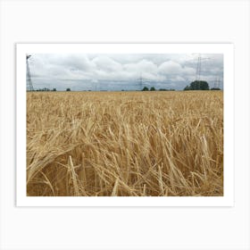 Field Of Wheat 1 Art Print