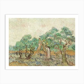 Van Gogh - Olives In The Orchard Art Print