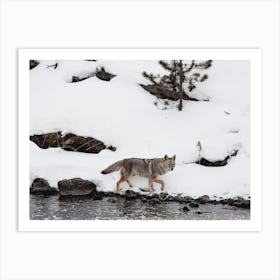 Snowy Creekside Coyote Art Print