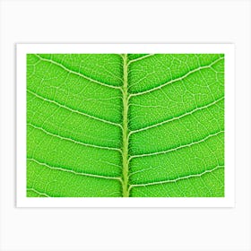 Close Up Of A Green Leaf Art Print