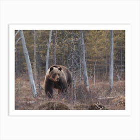 Grizzly Bear In Woods Art Print