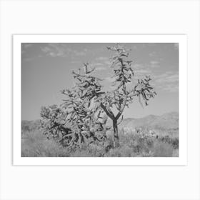 Cactus In Graham County, Arizona By Russell Lee Art Print