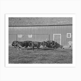 Part Of Shorthorn Cattle Herd Belonging To G H West Near Estherville, Iowa By Russell Lee Art Print