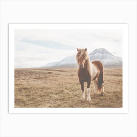 Iceland Horse Art Print