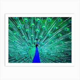 Bluepeacock Bird Green Feather Art Print