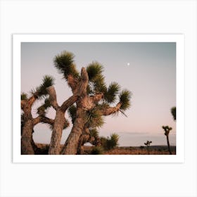 Joshua Tree In Desert Art Print