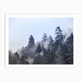 Redwood Forest - National Park Photo Art Print