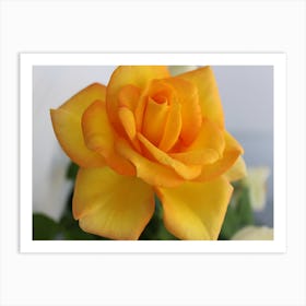 Yellow Rose Art Print