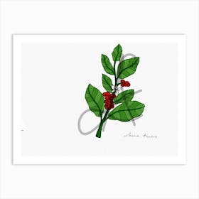 coffee plant drawing Art Print