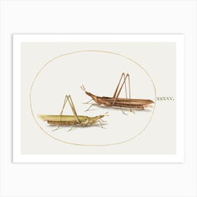 Two Grasshoppers (1575–1580), Joris Hoefnagel Art Print