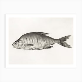 Fish, Jean Bernard Art Print