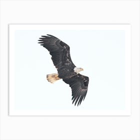 Soaring Eagle on White Art Print