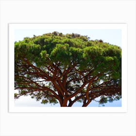 Pine Tree Green Nature Plant Italy Italia Italian photo photography art travel Art Print