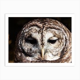 Barred Owl Art Print