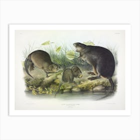 Musk Rat, Musquash, John James Audubon Art Print