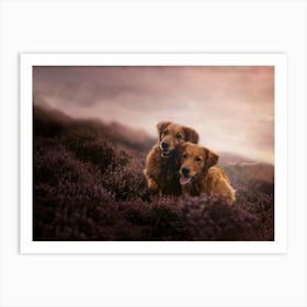 Golden Retriever Dogs Mom & Daughter - Scotland Highland UK dog photo print - moody animal photography Art Print