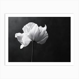 Black And White Poppy Art Print