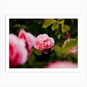 Pink Roses 4 Art Print