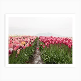 Path Through Tulip Field Art Print