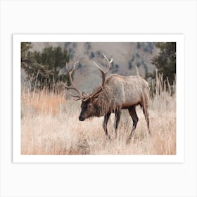 Elk In Mountain Meadow Art Print