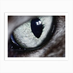 Cat Eye Art Print