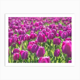 Purple tulips in spring in the netherlands, floral flowers nature and travel photography by Christa Stroo Art Print