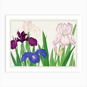 Iris Japanese Art Print