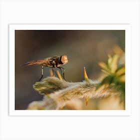 Bee at sunset Art Print