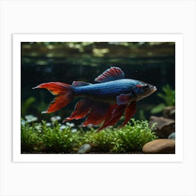 Siamese Fighting Fish Art Print