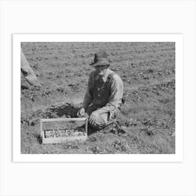 Untitled Photo, Possibly Related To Child Of White Migrant Berry Worker Picking Strawberries In Field Near Art Print