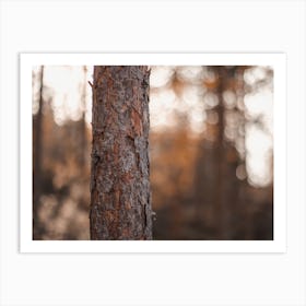 Ponerosa Pine Tree Bark Art Print