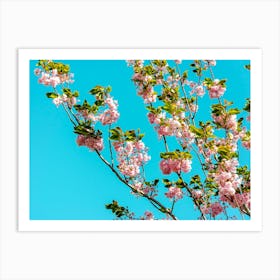 Cherry Trees In Bloom 02 Art Print
