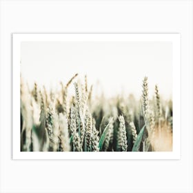 Sunny Wheat Field Art Print