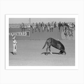 High School Horse And His Owner Trainer At The Rodeo Of The San Angelo Fat Stock Show, San Angelo, Texas By Russell Lee 1 Art Print