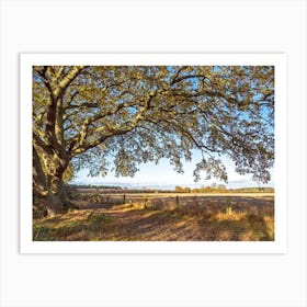 Beneath The Oak Tree Art Print