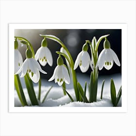 Snowdrops In The Snow 2 Art Print