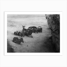 Mountain Goat Family Black And White Art Print