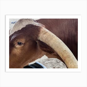 Longhorn Bull Art Print