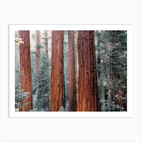 Redwood Forest Art Print