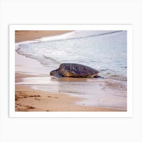 Green Sea Turtle Art Print