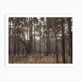 Wilderness Landscape Art Print