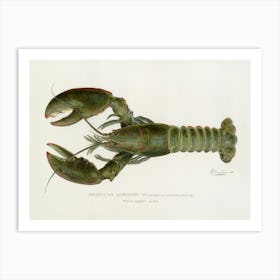 Vintage American Male Lobster Homarus americanus lithograph by Denton Original 1899, Published in the Annual Report of the Commissioners of Fisheries, Game, and Forests of the State of New York 4th Art Print