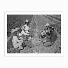 Agricultural Workers Bunching Carrots, Yuma County, Arizona By Russell Lee Art Print