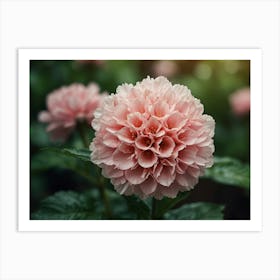 Pink Dahlia Flower Art Print