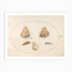 Three Butterflies And Two Chrysalides, Joris Hoefnagel Art Print
